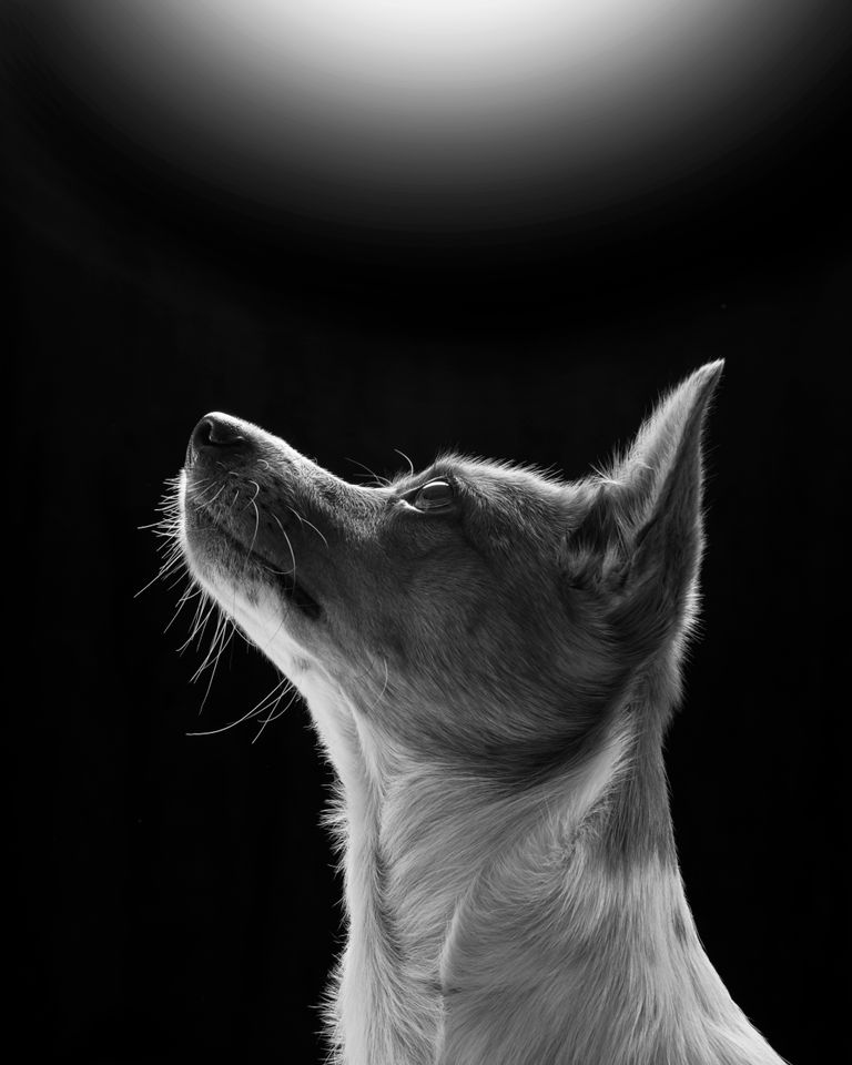 Angkko Ảnh thu nhỏ