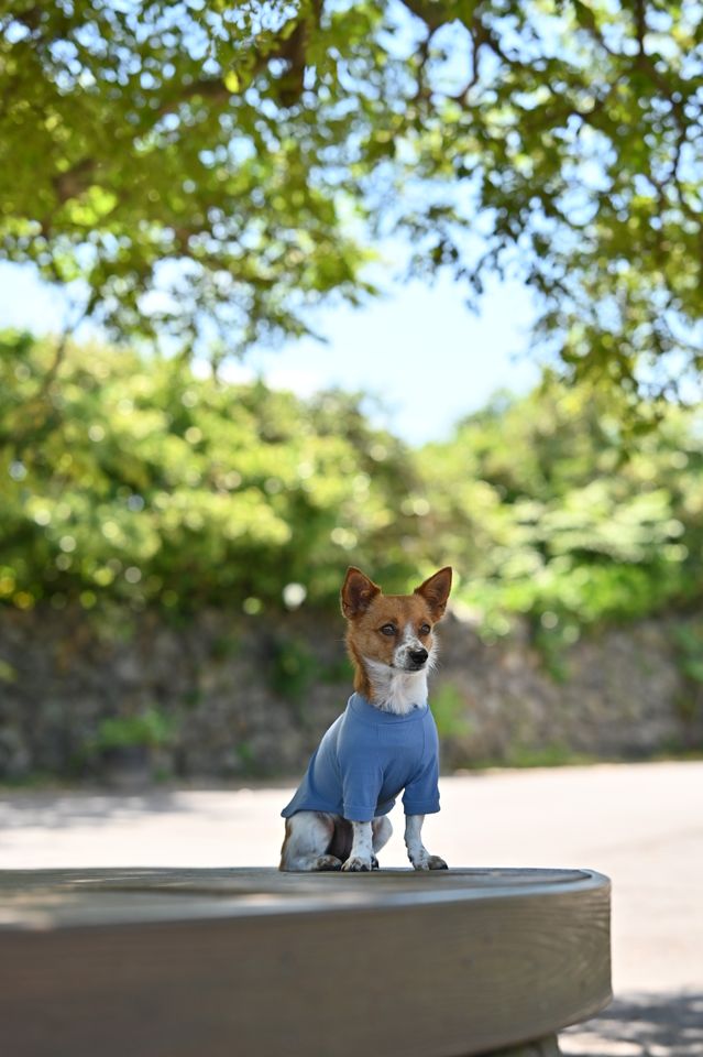 Angkko Ảnh thu nhỏ