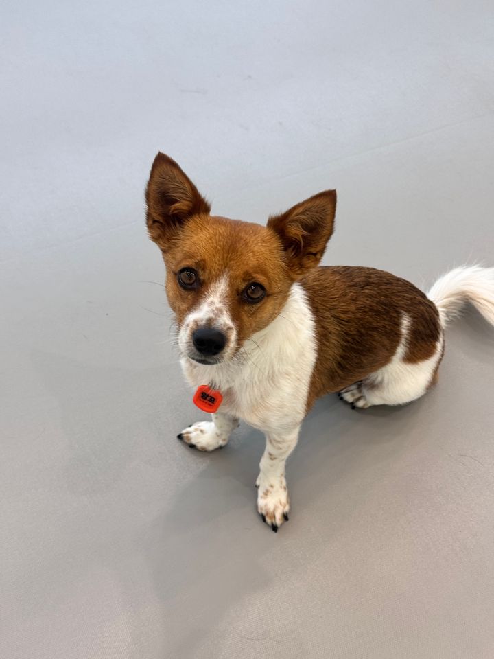 Angkko Ảnh thu nhỏ