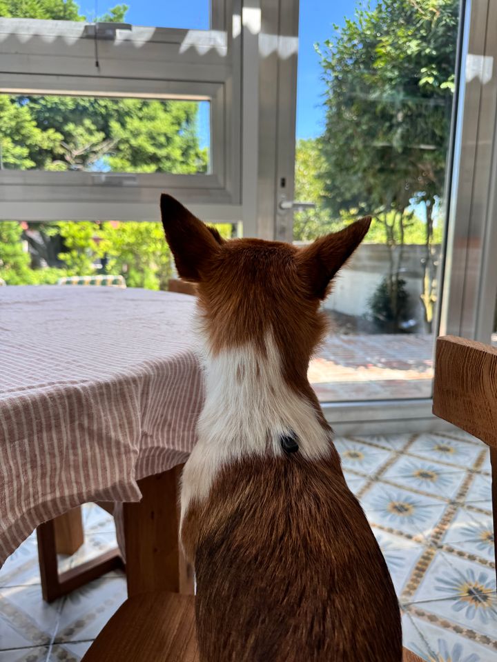 Angkko Ảnh thu nhỏ