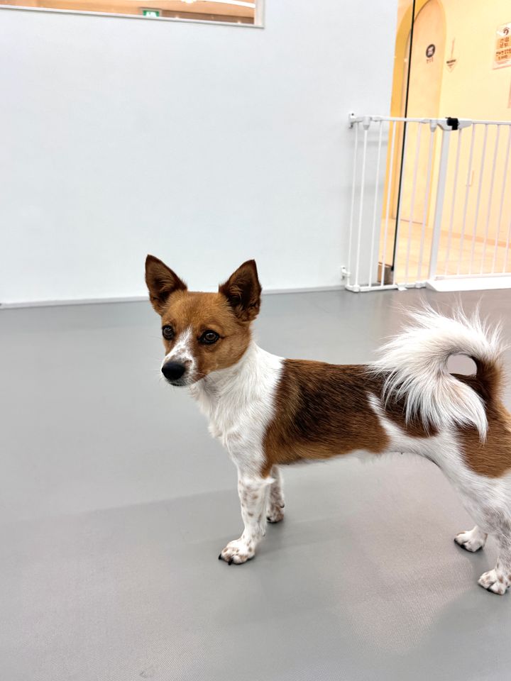 Angkko Ảnh thu nhỏ