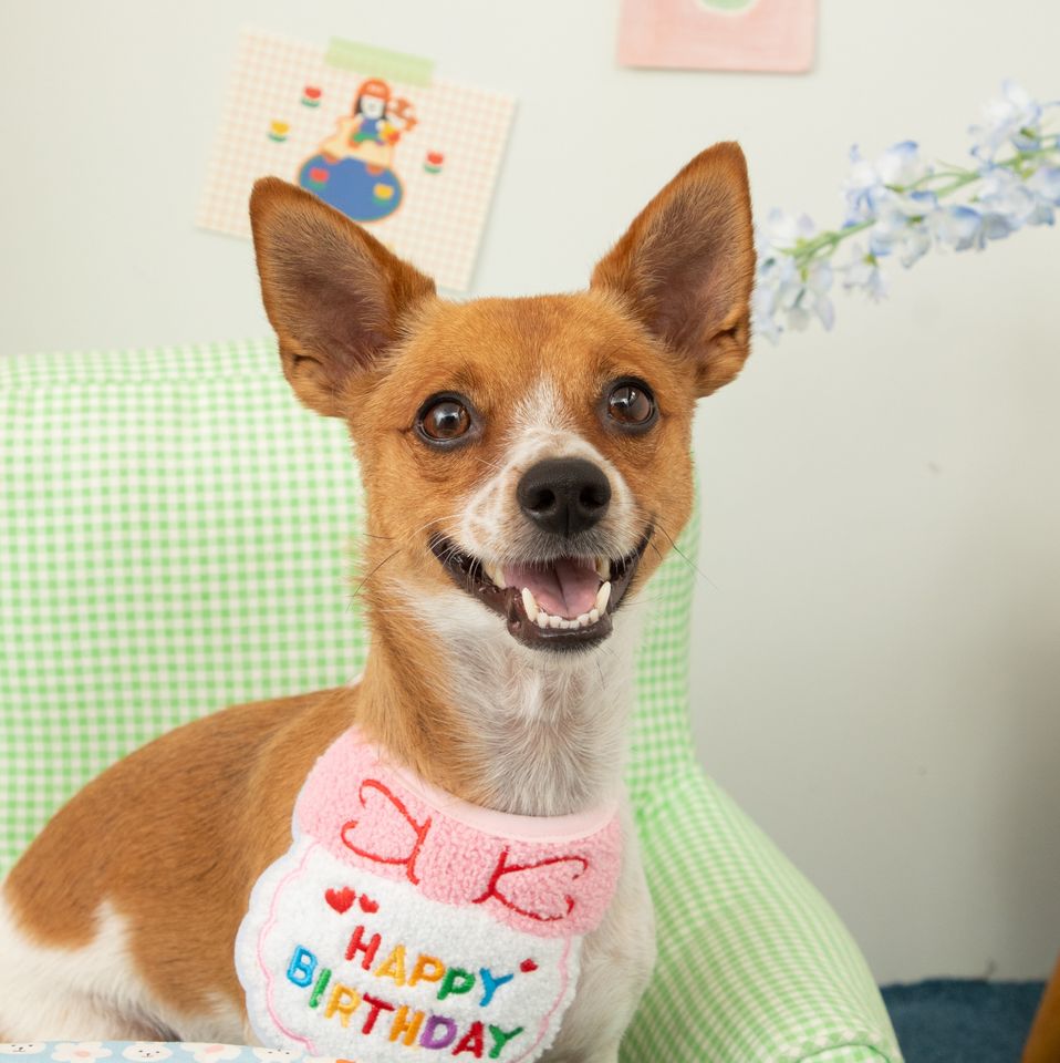 Angkko Ảnh thu nhỏ