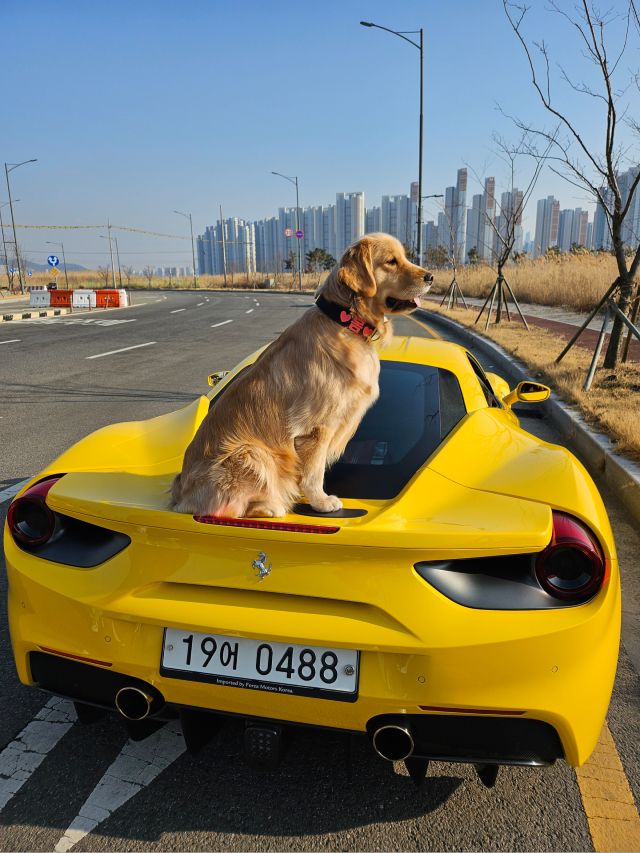 강아지 썸네일 이미지