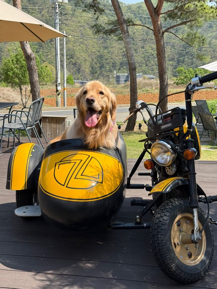 강아지 썸네일 이미지